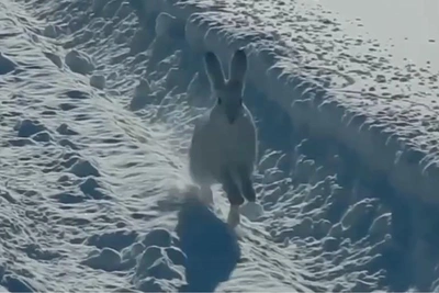 Hare Escapes Sable in Wildlife Reserve Video