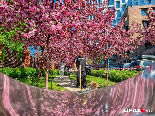 В этой аллее всегда делают фотографии | Источник: Булат Салихов / UFA1.RU
