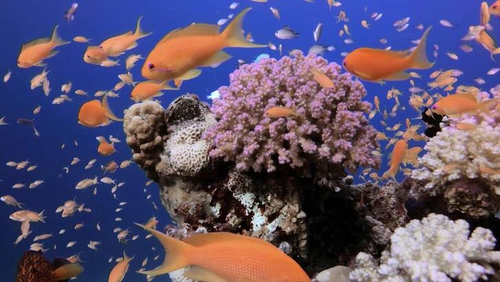 Куда поехать в отпуск на пляж в 2026 году: 5 направлений | Источник: Sergei74/Shutterstock/Fotodom.ru