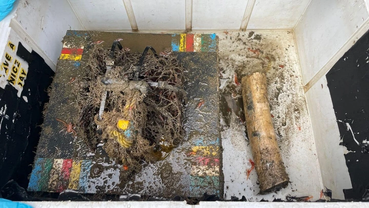 π³ΠΠ° ΠΊΠΈΡΠΎΠ²ΡΡ
 ΠΊΠ»Π°Π΄Π±ΠΈΡΠ°Ρ
 Π² Π’ΠΈΡ
ΠΎΠΌ ΠΎΠΊΠ΅Π°Π½Π΅ Π½Π΅ Π½Π°ΡΠ»ΠΈ ΡΠ΅ΡΠ²Π΅ΠΉ-Π·ΠΎΠΌΠ±ΠΈ, ΠΈ ΡΡΠΎ ΠΏΠ»ΠΎΡ
ΠΎ, Π³ΠΎΠ²ΠΎΡΡΡ ΠΌΠΎΡΡΠΊΠΈΠ΅ Π±ΠΈΠΎΠ»ΠΎΠ³ΠΈ