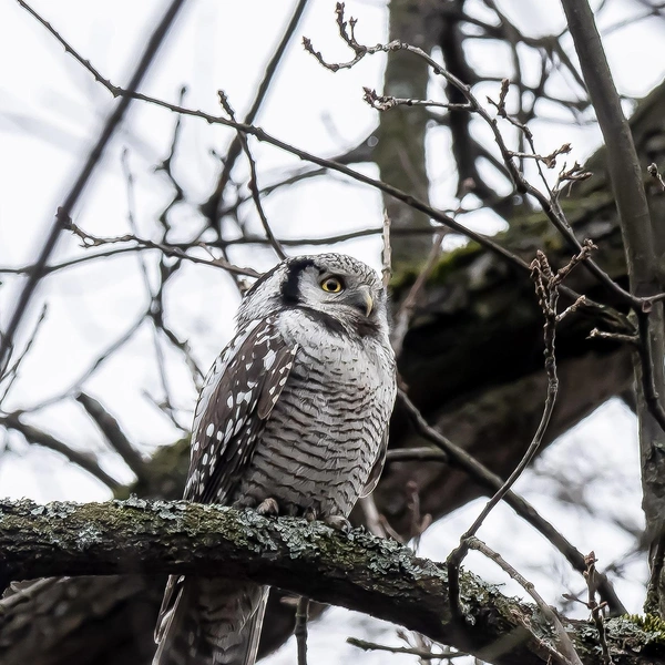 Источник: Антон Кубышкин / Птицы СПб и России 