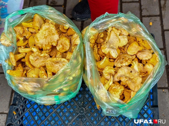 Пакеты лисичек ждут своих хозяев | Источник: Булат Салихов / UFA1.RU