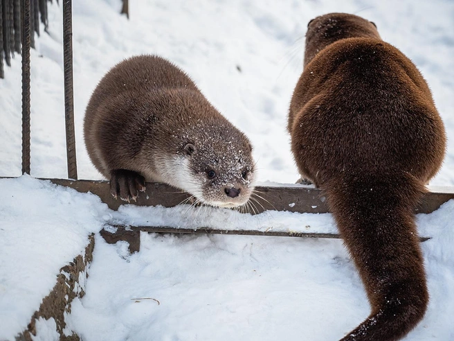 На прогулке с мамой | Источник: roevzoo / Vk.com