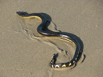 Двухцветная, или желтобрюхая пеламида (Hydrophis platurus). Вид семейства аспидовых, достигающий в длину около 1 метра. Верхняя часть тела обычно черная или темно-бурая, а нижняя — ярко-желтая. Хвост напоминает весло. На суше змея практически беспомощна, поэтому почти всю жизнь проводит в воде, где охотится на мелкую рыбу и мальков. Яд двухцветной пеламиды чрезвычайно токсичен, однако случаи укусов людей крайне редки, поскольку змея отличается спокойным нравом и практически не контактирует с человеком. Тем не менее ее укус может быть смертельным и требует немедленной медицинской помощи. В России двухцветная пеламида изредка встречается в Японском море. | Источник: Aloaiza, CC BY 3.0, via Wikimedia Commons