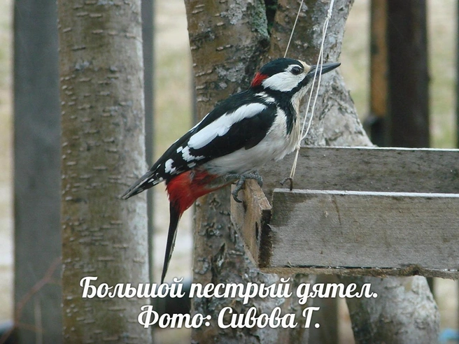 Пестрый дятел | Источник: «Юганский заповедник» / Вконтакте
