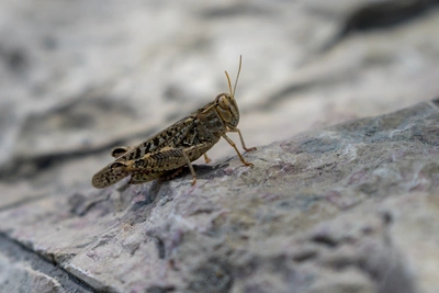 В пяти регионах России ожидается нашествие саранчи