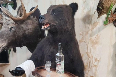 Чучело медведя с мини-баром продают в Казани