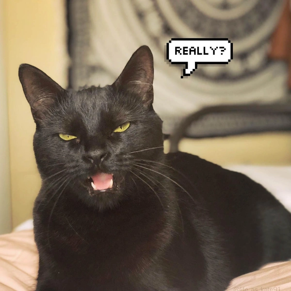 Наконец-то мы узнали, почему Салем из «Леденящих душу приключений Сабрины» не разговаривает | thegirl.ru