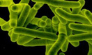 В Финляндии зафиксирован случай заражения бактерией EHEC