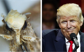 Большая политика в биологии: какие два животных названы в честь Дональда Трампа?
