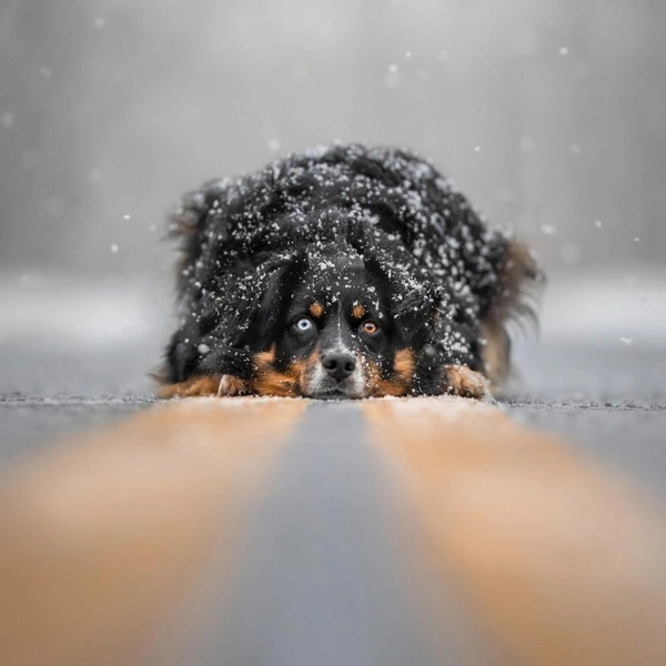 Источник: Dog Photography Awards
