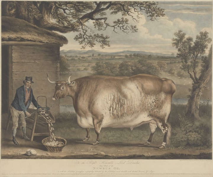 Почему в XIX веке фермеры заказывали парадные портреты своих толстых коров, свиней и овец