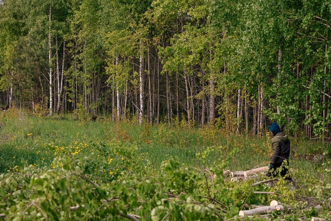 Следствие устанавливает лиц, причастных к повреждению природного достояния | 142.ru