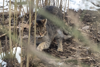 Barnaul Veterinarian on Cynical Euthanasia Requests and Rescued Pets