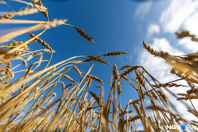 Хороший урожай перестал радовать крестьян | Источник: Александр Ощепков / NGS.RU