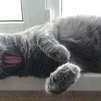 Аватарка kruglyishar91