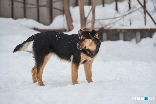 Второе чтение пройдет после обсуждения с экспертным сообществом | Источник: Александр Ощепков / NGS.RU