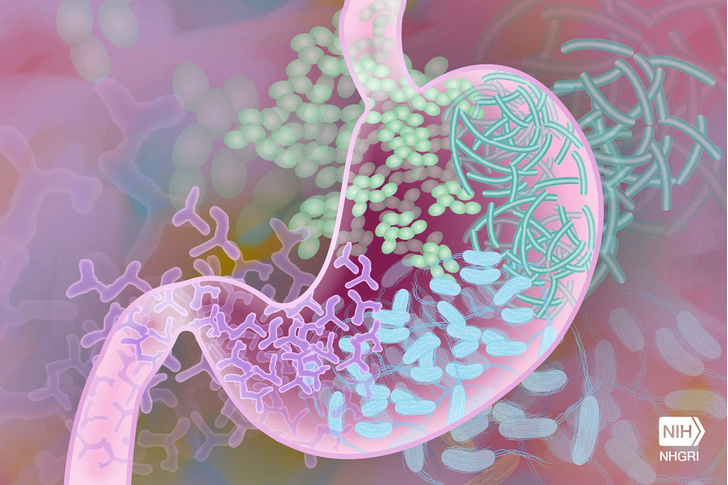Ученые узнали пикантные подробности о жизни кишечных бактерий