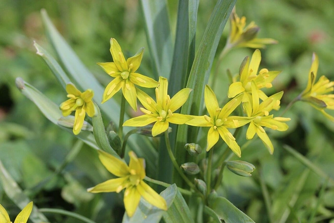 Гусиный лук желтый (Gagea lutea) | Источник: Björn Sothmann / CC-BY-SA-2.0