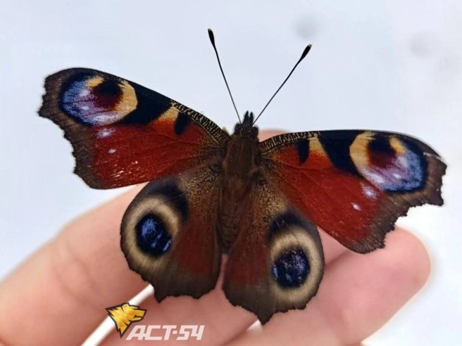 Бабочка прилетела к жительнице Новосибирской области в ноябре | Источник: «АСТ-54 Black» / Телеграм