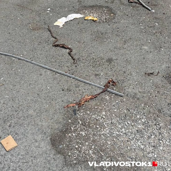 Источник: Елена Буйвол / VLADIVOSTOK1.RU