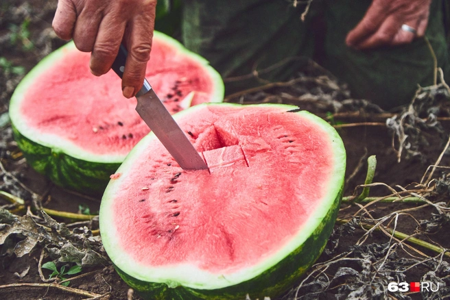 Сняли пробу: арбуз был прекрасен | Источник: Роман Данилкин / 63.RU