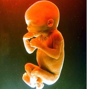 Эмбрион становится человеком