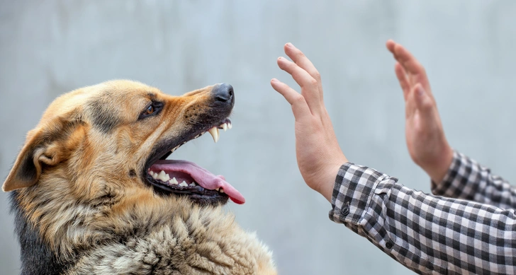 собака | Источник: iStockphoto