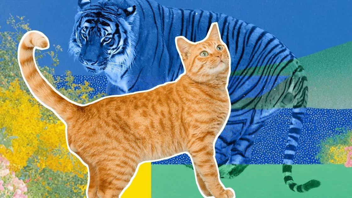 [тест] Какая ты кошечка — дикая или домашняя?
