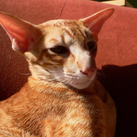 Аватарка Эльв