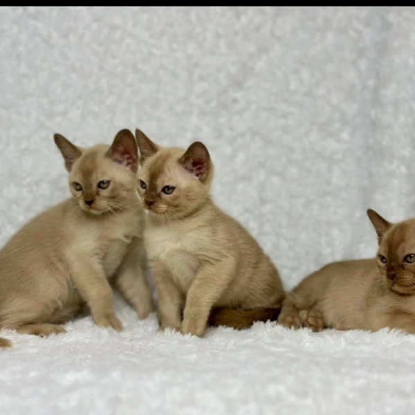 Вот такое кошачье семейство | Источник: сайт бесплатных объявлений