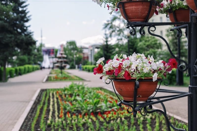 Новокузнецк потратит на цветы в 8 раз больше Кемерова