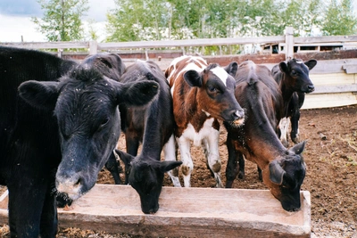 Почему в Омской области массово продают коров