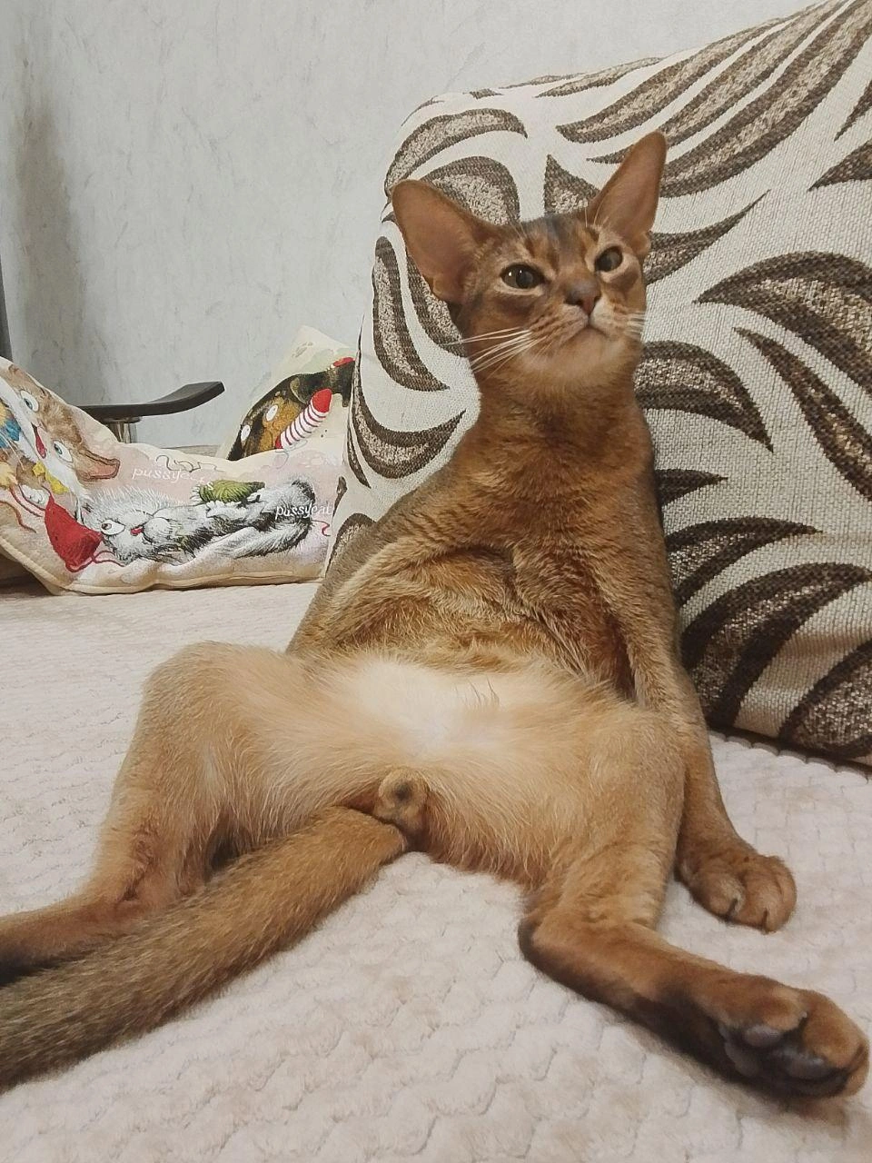 Зевс осторожный, всегда поблизости, всё контролирует, любопытный | Источник: читательница Анна