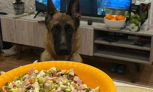 Оливье для Тузика и Мурки: что приготовить домашним питомцам на Новый год