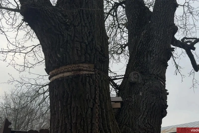 Во Владимире на Спасской обрезали крону дуба-памятника