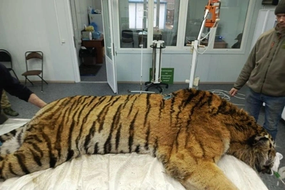Тигр-людоед в Приморье оказался ранен