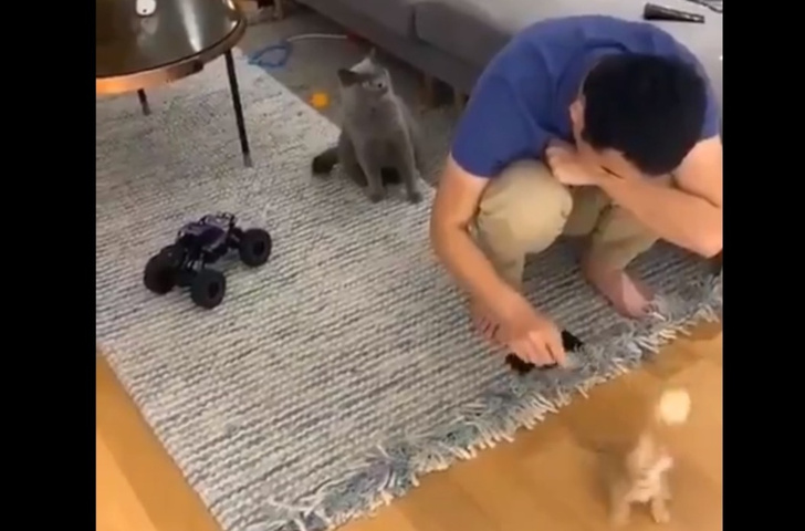 Реакция кота на хозяина, играющего с другим котом, покорила Интернет (видео)