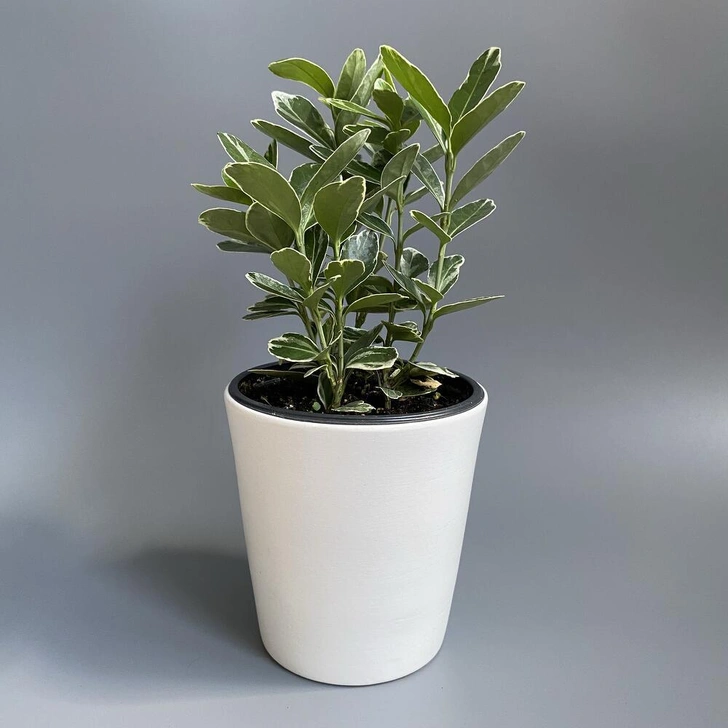 Источник: Flowwow