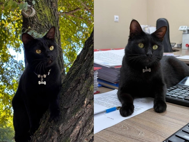 Владельцы надеются, что любимец вернется | Источник: «NEWS.VL | Владивосток и Приморье» / T.me