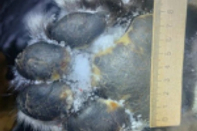 Житель Пожарского района получил исправительные работы за убийство краснокнижного тигра