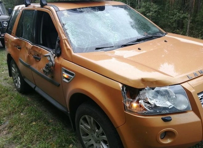 В Клепиковском районе водитель Land Rover сбил лося | ya62.ru