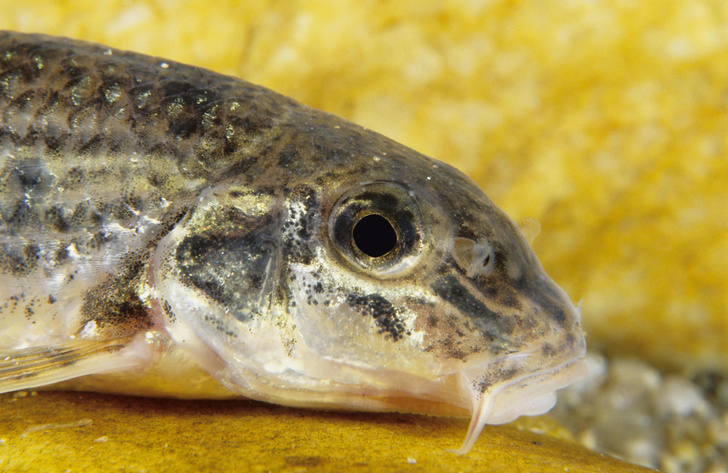Рыба с премудростями: 5 занимательных фактов о пескарях