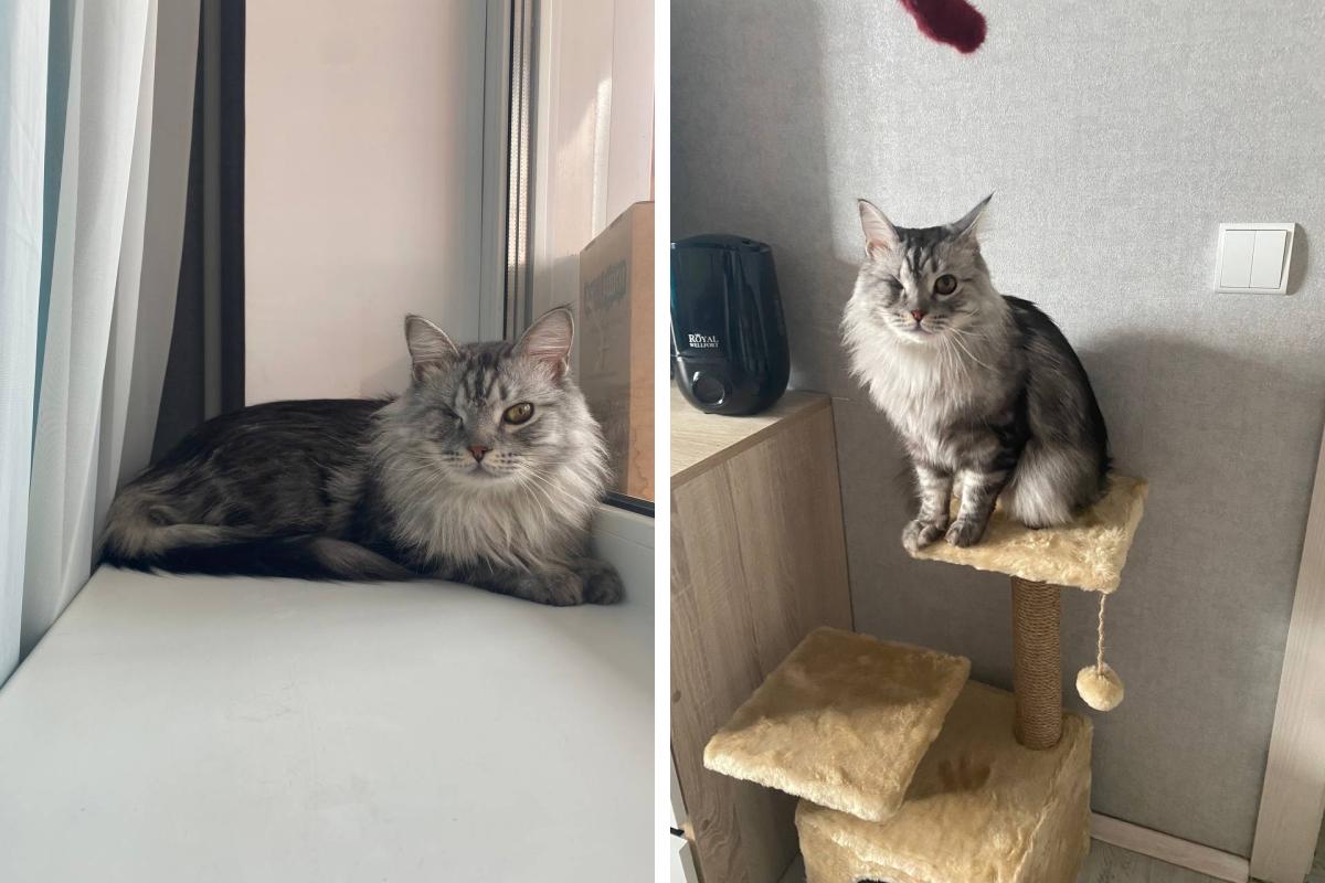 «Первая мысль в голове — наш». Нашли дом коту, которого бросила пермячка, потому что у нее не появились к нему чувства