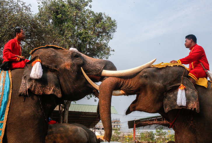 В Таиланде отметили Национальный день слона