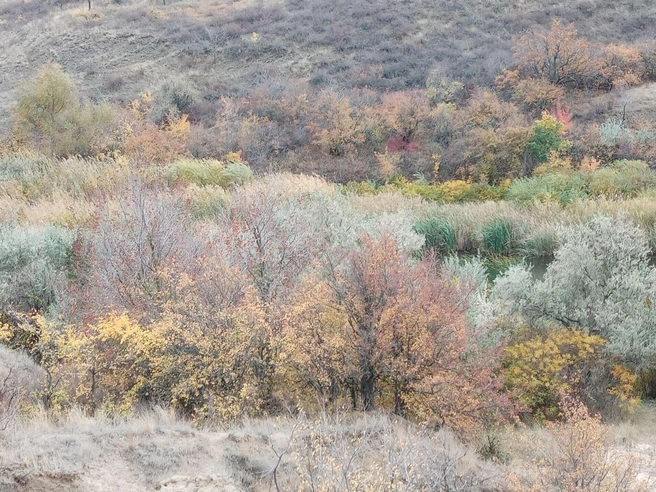 Одна фотография объединяет всю природную палитру | Источник: читатели V1.RU