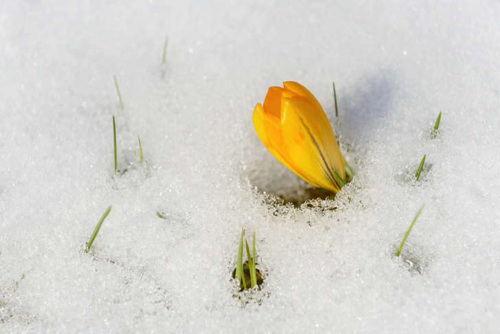 Ключи от лета: как первоцветы научились выживать и размножаться в суровых условиях ранней весны