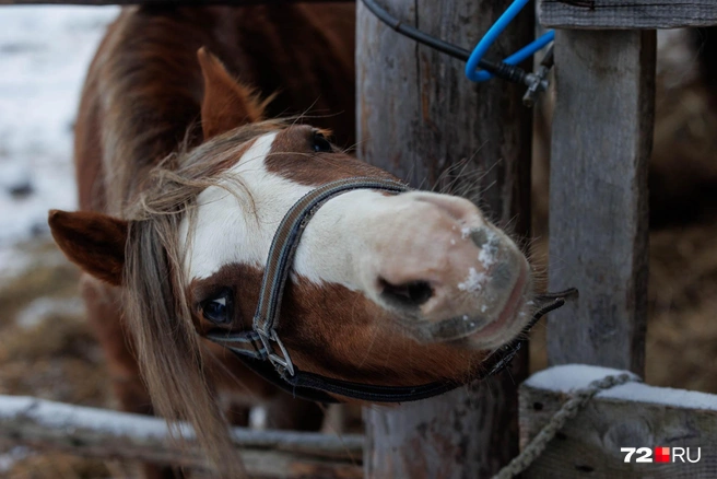Не забудьте взять с собой морковь! | Источник: Ирина Шарова / 72.RU