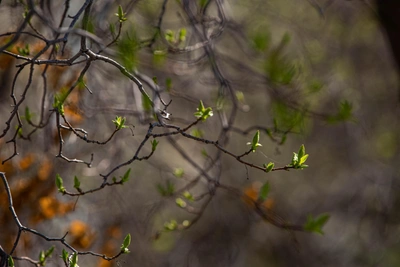 В Воронеже к концу недели ожидается потепление до +13°C