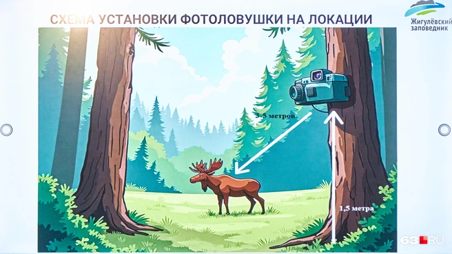 Животные ведут себя естественно перед камерой, а мы благодаря современной технике можем наслаждаться реалити-шоу | Источник: Роман Данилкин / 63.RU 